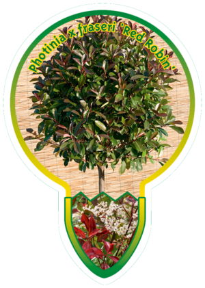 Photinia X Fraseri 'Red Robin'