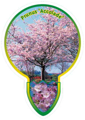 Prunus 'Accolade'