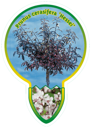 Prunus Cerasifera 'Hessei'