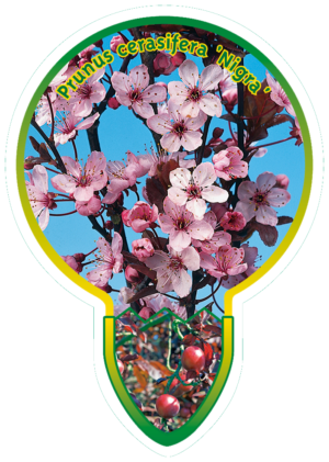 Prunus Cerasifera 'Nigra'