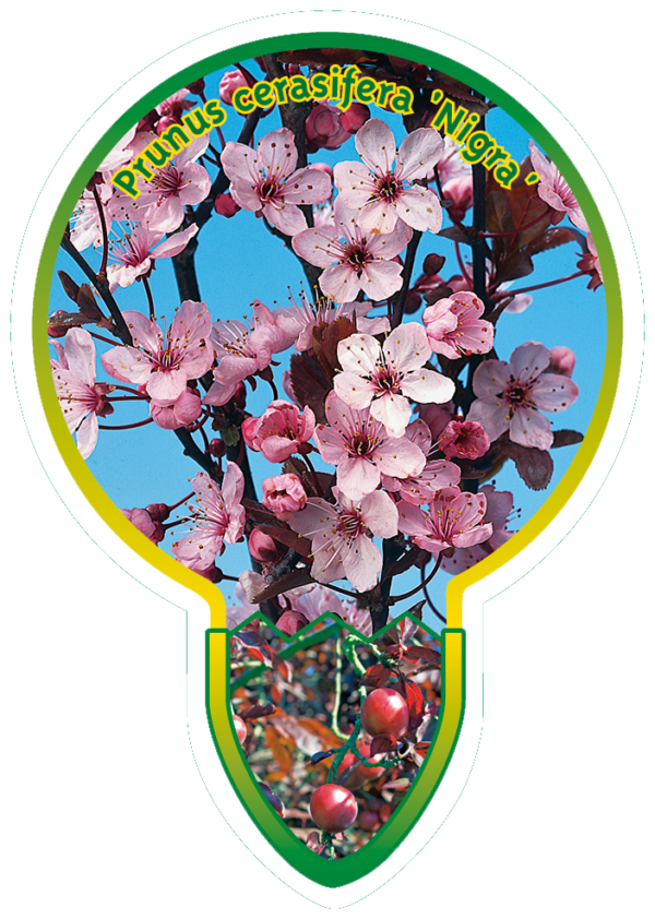 Prunus Cerasifera 'Nigra'