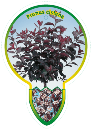 Prunus Cistena