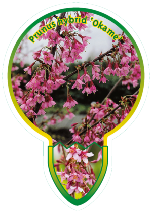 Prunus Hybrid 'Okame'