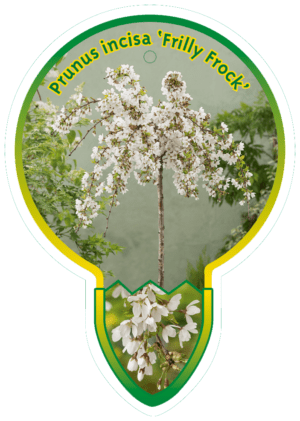 Prunus Incisa 'Frilly Frock'