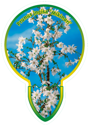 Prunus Incisa 'Mikinori'