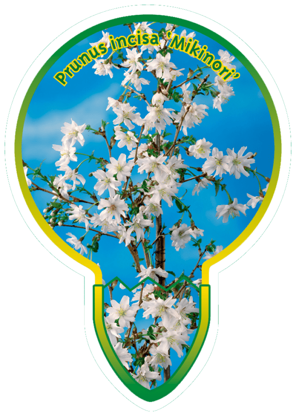 Prunus Incisa 'Mikinori'
