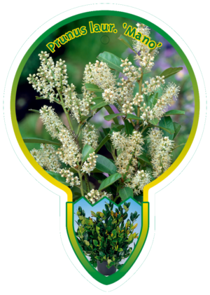Prunus Laur. 'Mano'