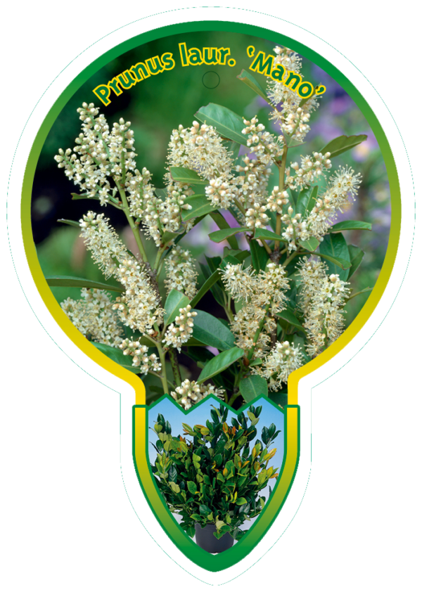 Prunus Laur. 'Mano'