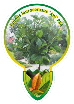 Prunus Laurocerasus 'Ani' PBR