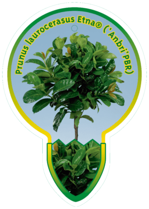 Prunus Laurocerasus Etna ('Anbri'PBR)