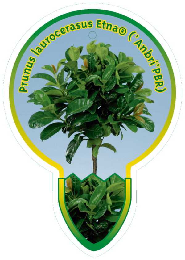 Prunus Laurocerasus Etna ('Anbri'PBR)