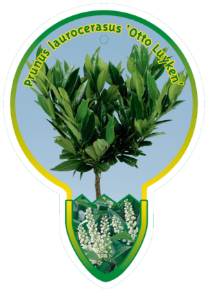 Prunus Laurocerasus 'Otto Luyken'