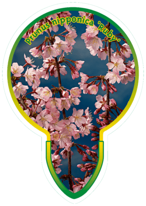 Prunus Nipponica 'Ruby'