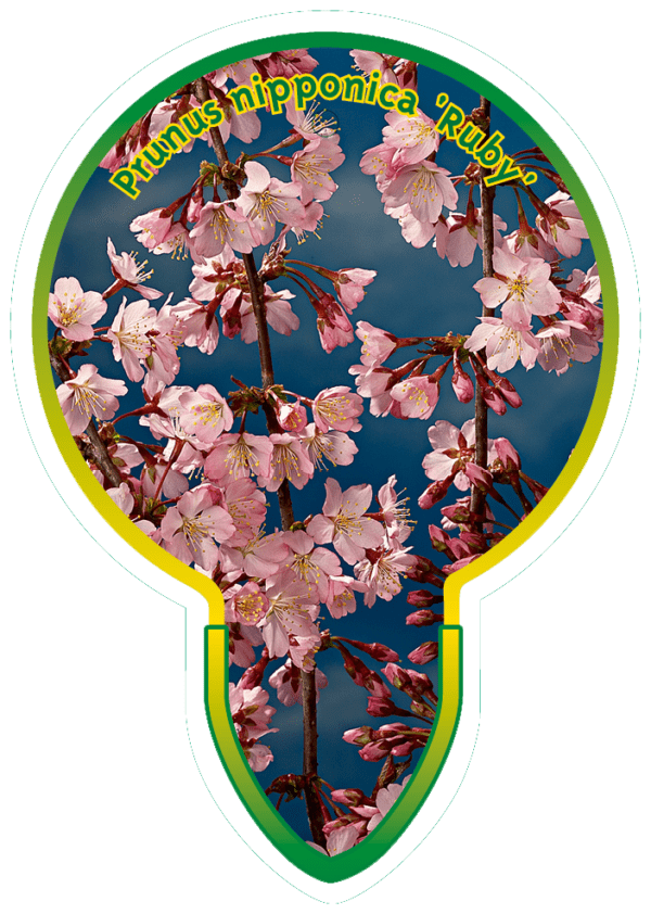 Prunus Nipponica 'Ruby'