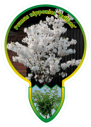 Prunus Nipponica "Brilliant'