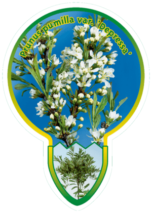 Prunus Pumilla Var. 'Depressa'