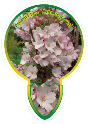 Prunus Ser. 'Amanogawa'