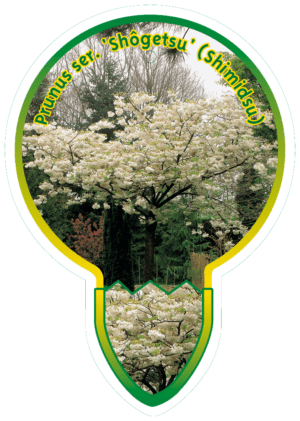 Prunus Ser. 'Shogetsu' (Shimidsu)