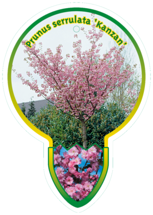 Prunus Serrulata 'Kanzan'