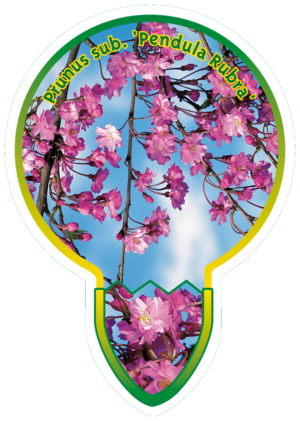 Prunus Sub. 'Pendula Rubra'
