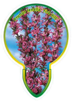 Prunus Tenella 'Fire Hill'