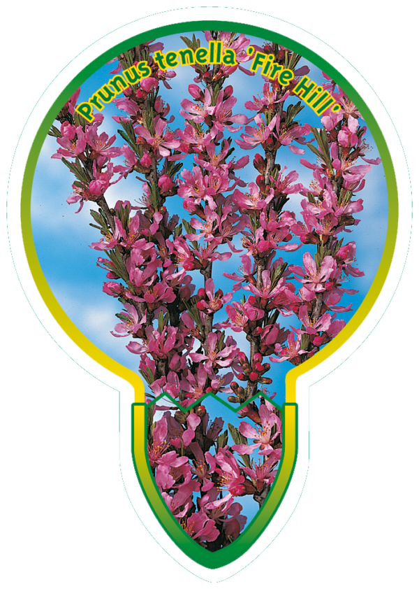 Prunus Tenella 'Fire Hill'