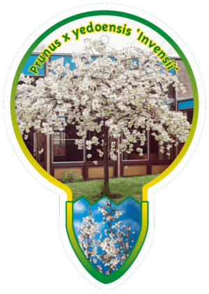 Prunus X Yedoensis ' Invensii'