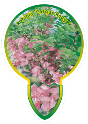 Robina 'Casque Rouge'