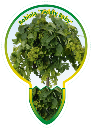 Robina 'Twisty Baby'