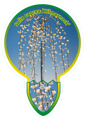 Salix Caprea 'Kilmarnock'