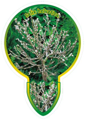 Salix Helvetica