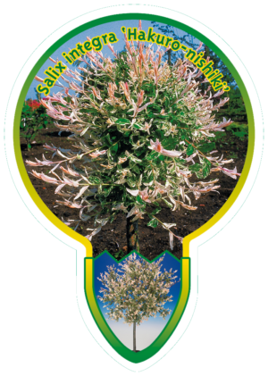 Salix Integra 'Hakuro-Nishiki'