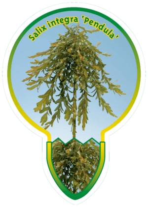 Salix Integra 'Pendula'