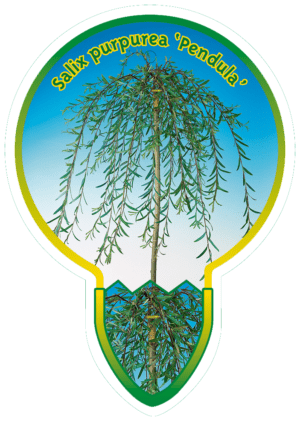 Salix Purpurea 'Pendula'