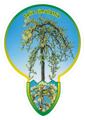 Salix Simulatrix