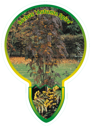 Sorbus 'Autumn Spire'
