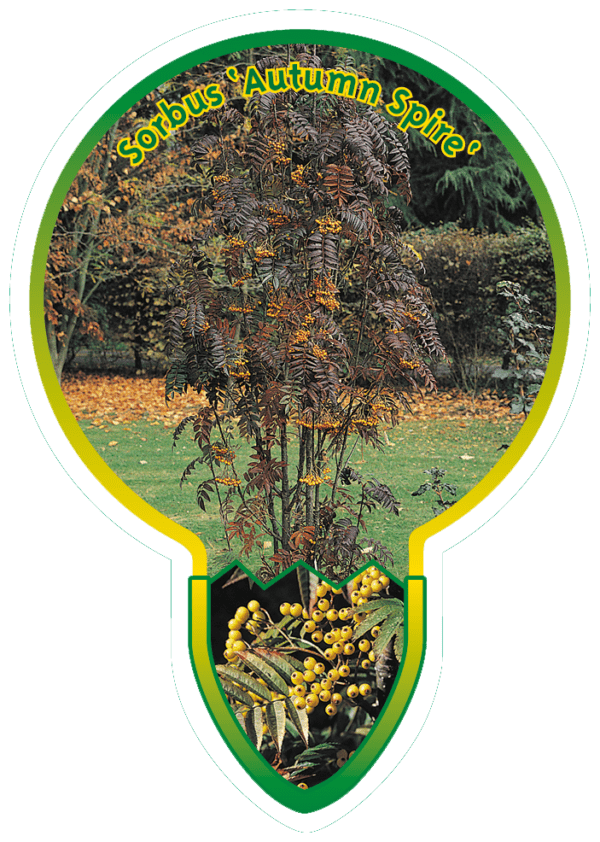 Sorbus 'Autumn Spire'