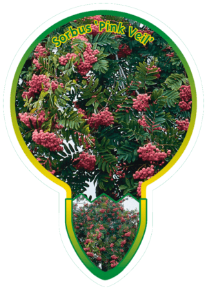 Sorbus 'Pink Veil'