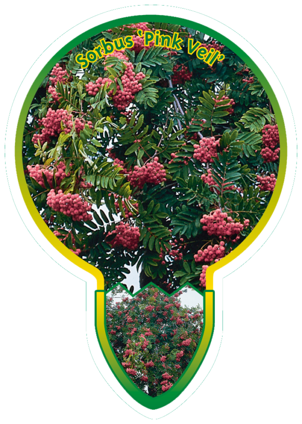 Sorbus 'Pink Veil'