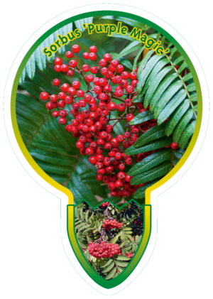 Sorbus 'Purple magic'