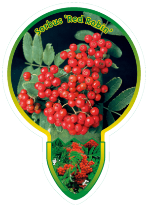 Sorbus 'Red Robin'