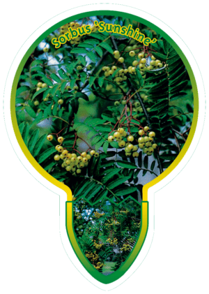 Sorbus 'Sunshine'