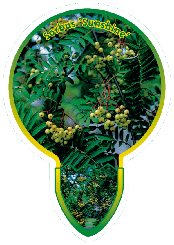 Sorbus 'Sunshine'