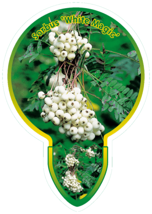 Sorbus 'White Magic'