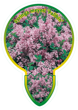 Sytringa Meyeri 'Palibin'