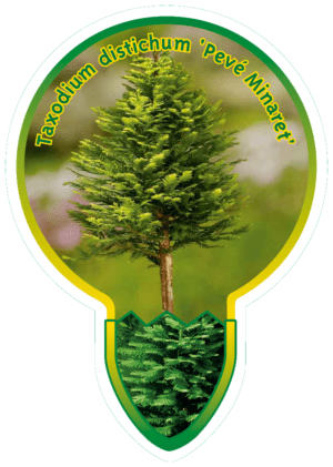 Taxodium Distichum 'Peve Minaret'