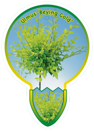 Ulmus 'Beying Gold'