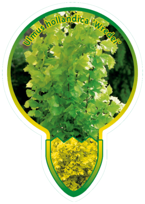 Ulmus Hollandica 'Wredei'