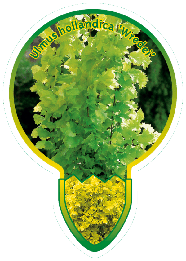 Ulmus Hollandica 'Wredei'